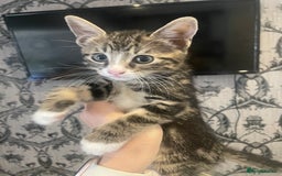 Mixed Breed cats for sale: Kittens ready for their new homes - Image 2