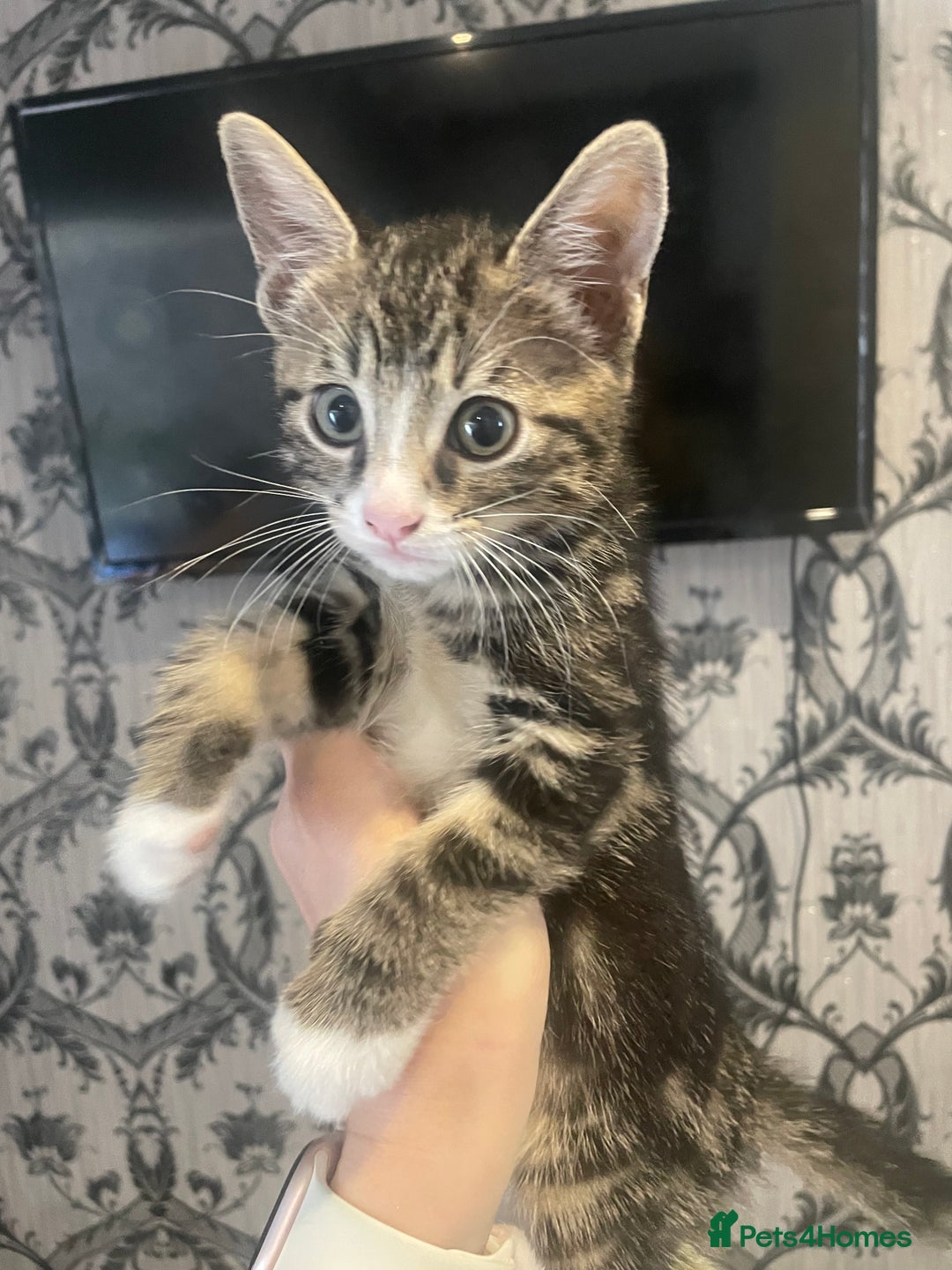 Mixed Breed cats for sale: Kittens ready for their new homes - Image 2