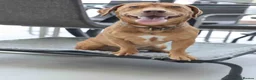 Mixed Breed dogs for adoption: Short Oso - Advert 19