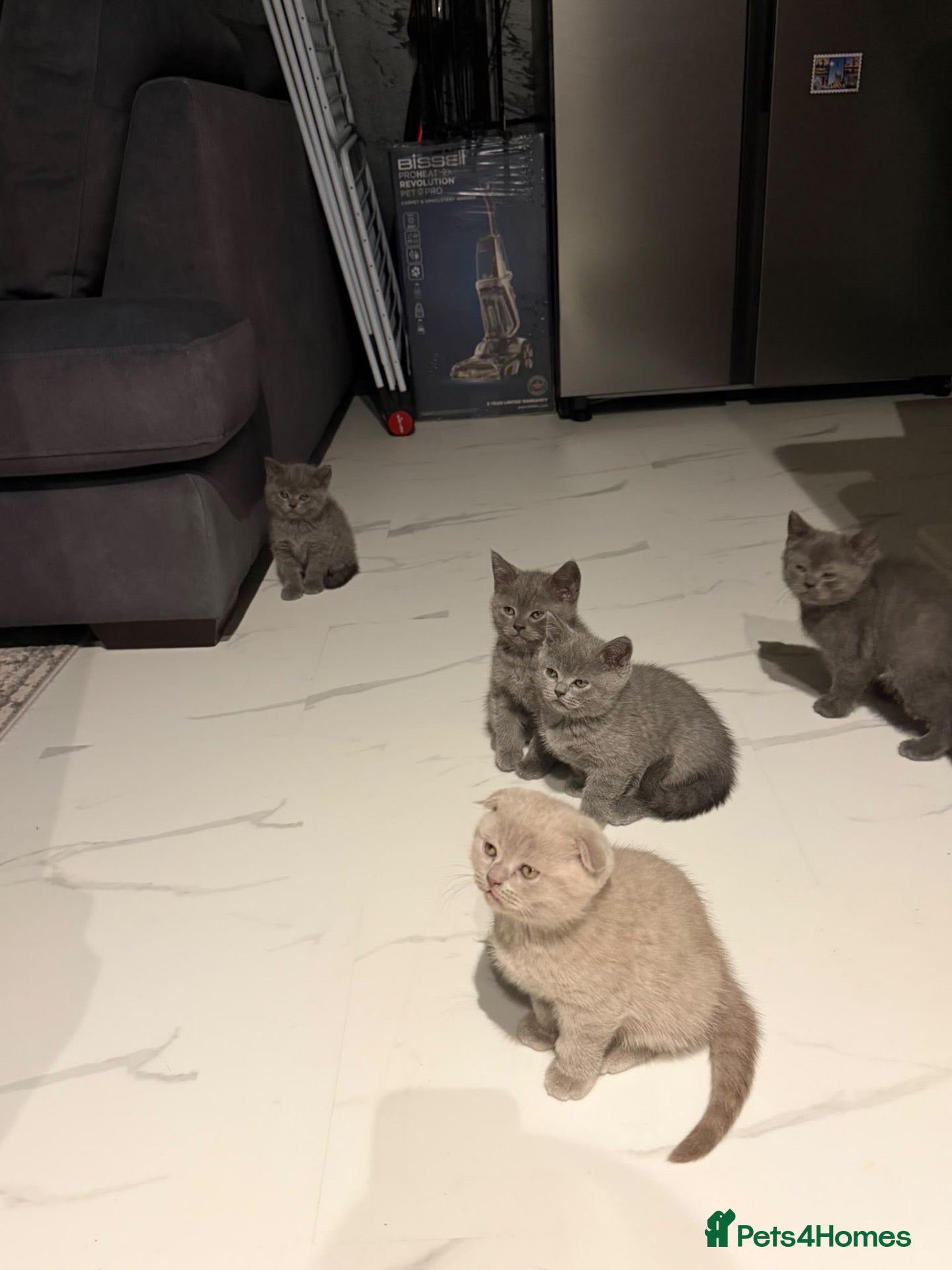 Scottish Fold cats 7 Beautifully Scottish Fold/Straight kittens - Advert 2