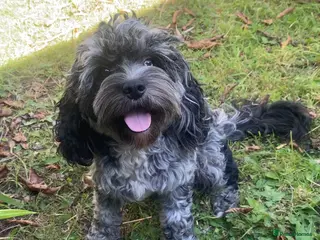 Cavapoo dogs for sale: Merle Cavapoo, Cockapoo and Pood - Advert 1