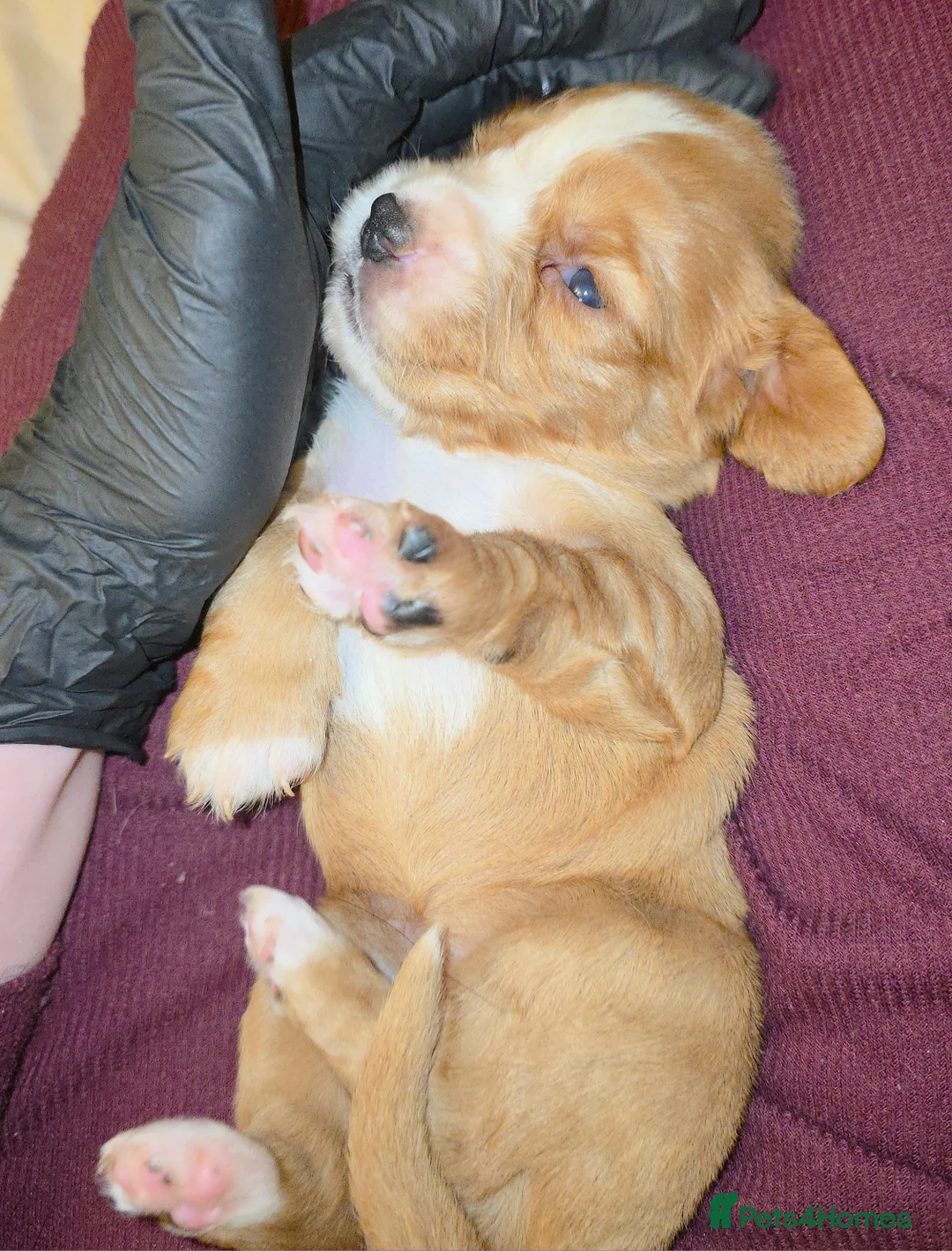 Cocker Spaniel dogs for sale: Cocker spaniel pups ready NEXT WEEK - Advert 24