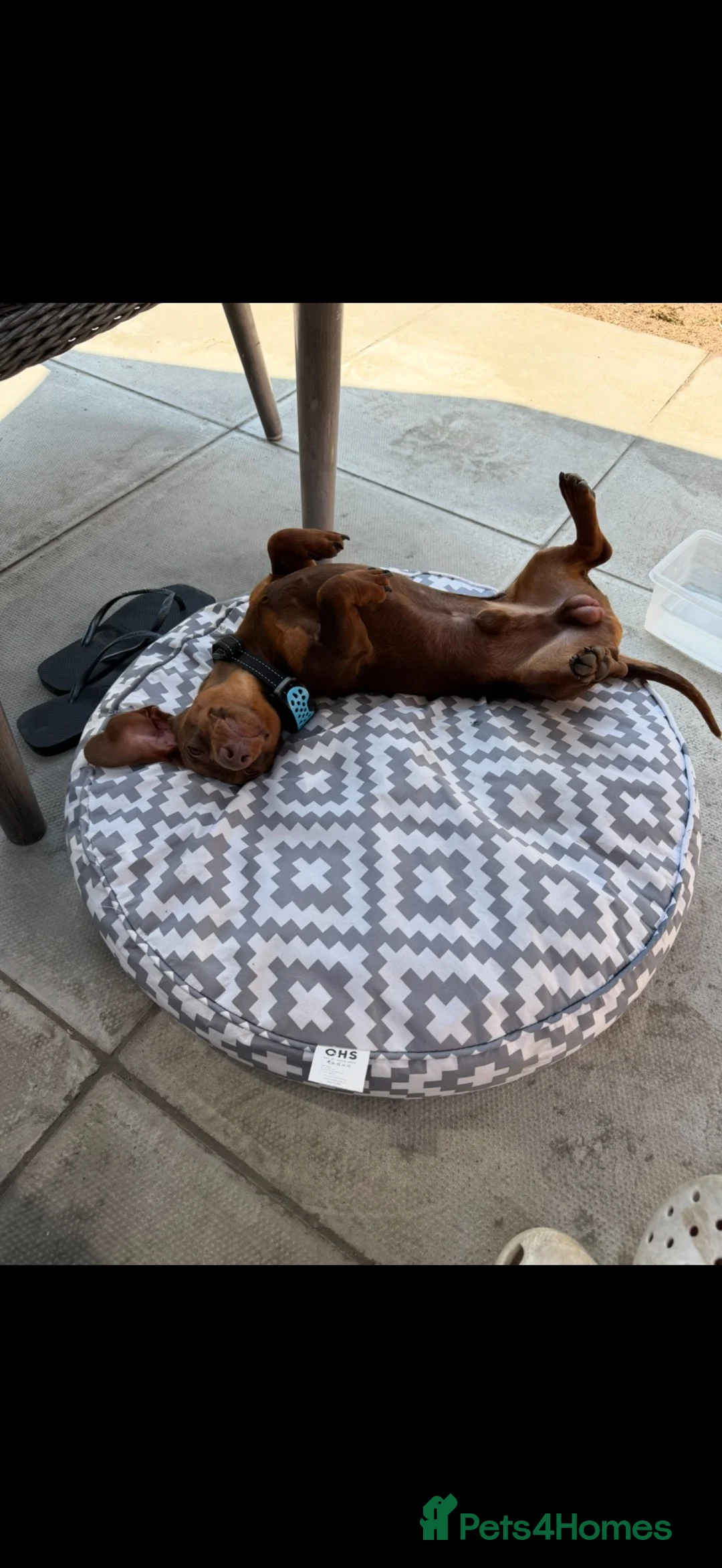 Dachshund dogs for sale: Reggie miniature dachshund  - Advert 5