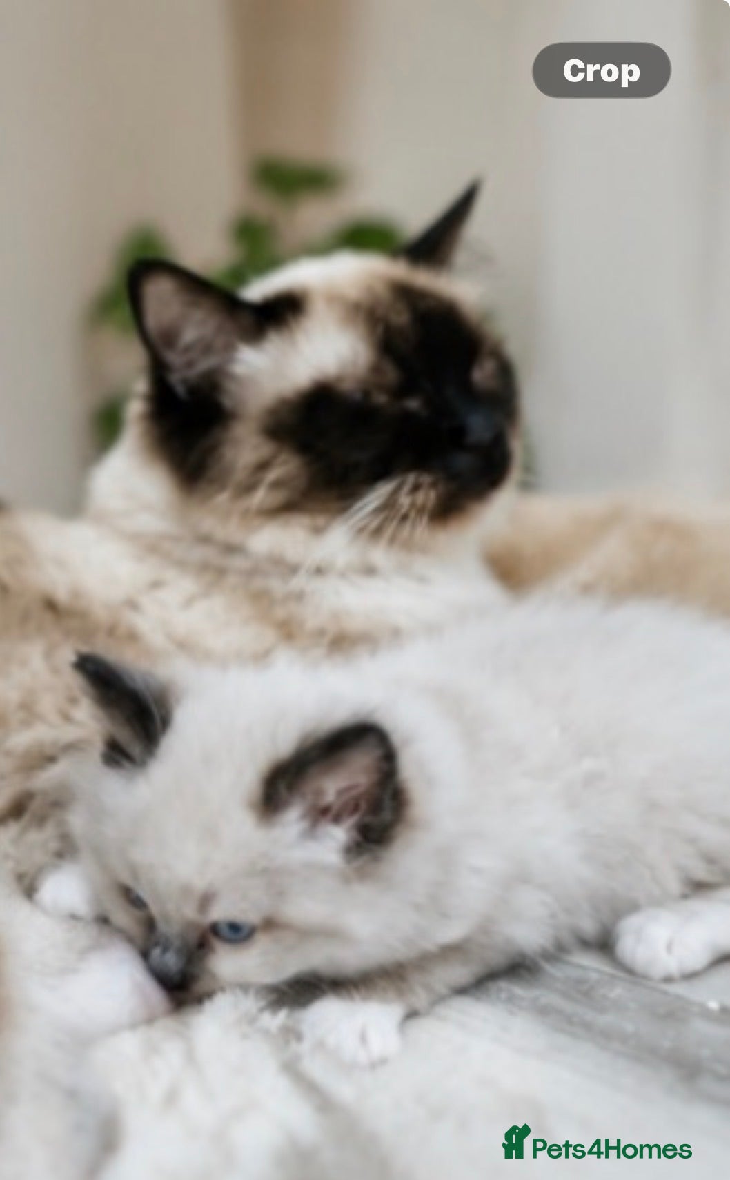 Ragdoll cats 🐾Ragdoll Kittens Looking for Loving Homes 🐾 - Advert 1