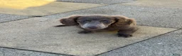 Dachshund dogs for sale: Miniature isabella and tan dachshunds £900-£1100 - Advert 10