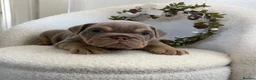 English Bulldog dogs for sale: Stunning English Bulldog Puppies 💖 - Advert 16