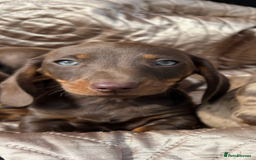 Dachshund dogs for sale: Miniature smooth coat dachshunds  - Image 8