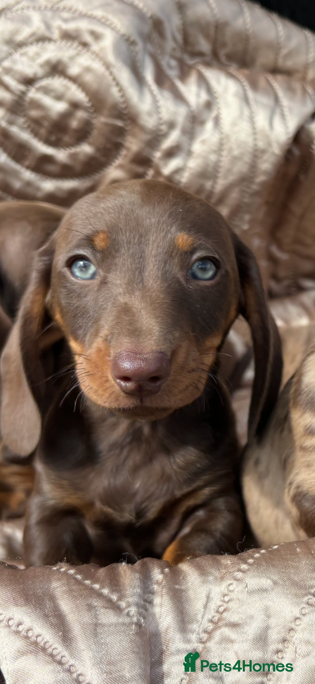 Dachshund dogs for sale: Miniature smooth coat dachshunds  - Image 8