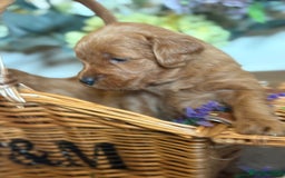 Mini Goldendoodle dogs for sale: Health tested Minature dark red/golden doodles  - Image 6