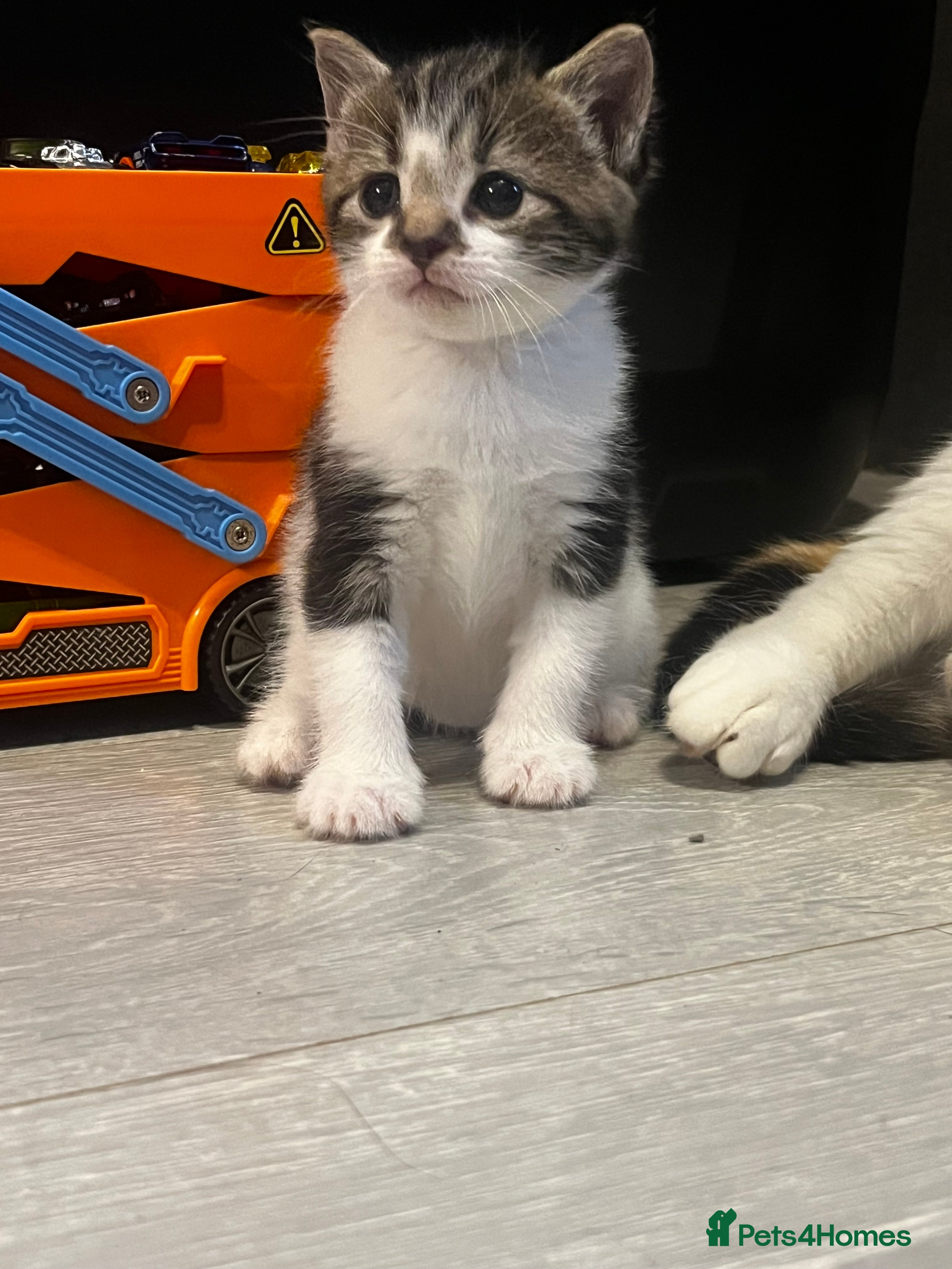 Mixed Breed cats Perfect Kittens  - Advert 1