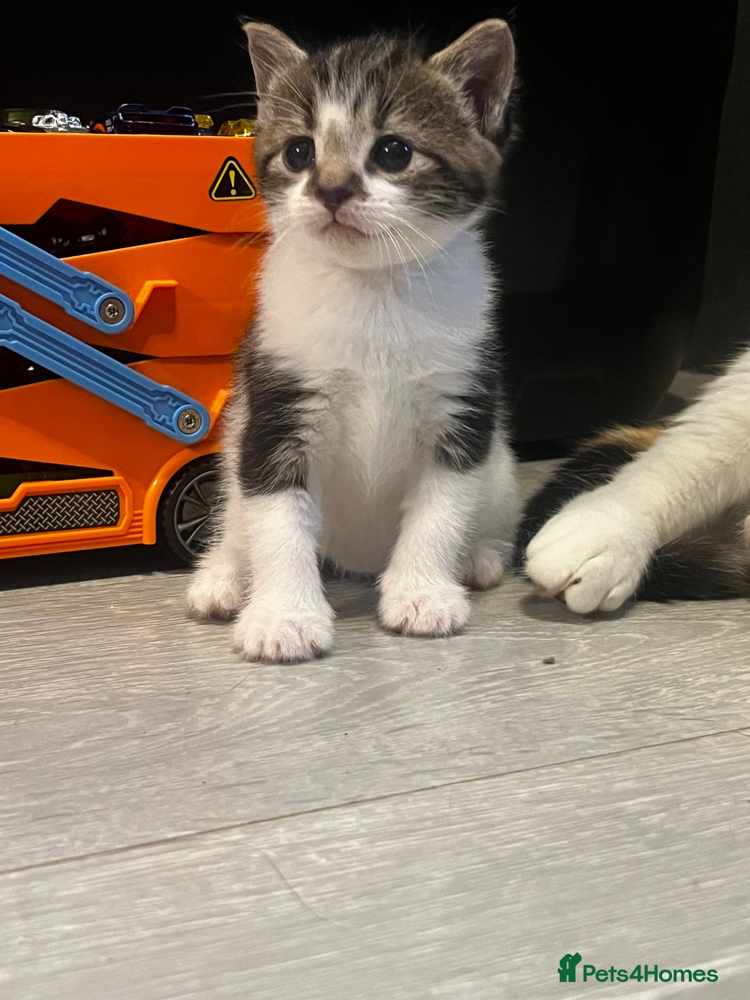 Mixed Breed cats for sale: Perfect Kittens  - Image 7