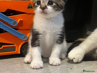 Mixed Breed cats - Advert 15