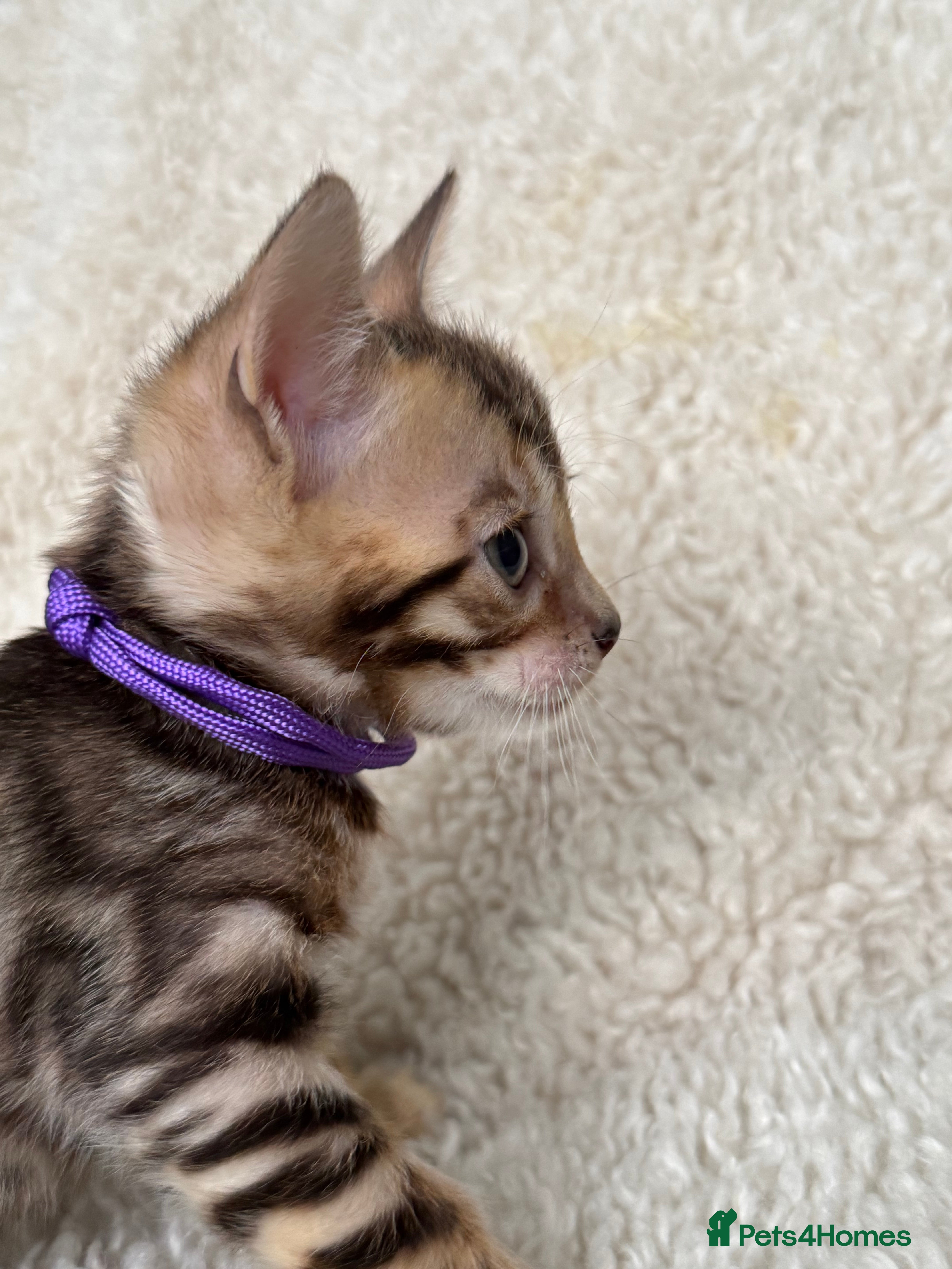 Bengal cats Bengal Kittens Looking for Loving Homes 🐾  - Advert 2
