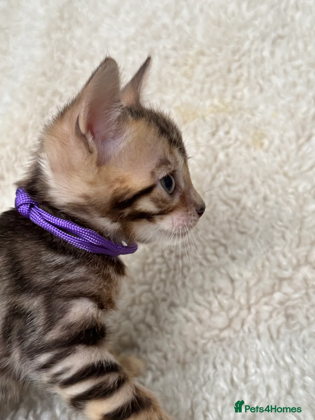 Bengal cats for sale: Bengal Kittens Looking for Loving Homes 🐾  - Advert 2