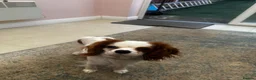 Cavalier King Charles Spaniel dogs for sale: 10 month old King Charles Cavalier in Ossett - Advert 3