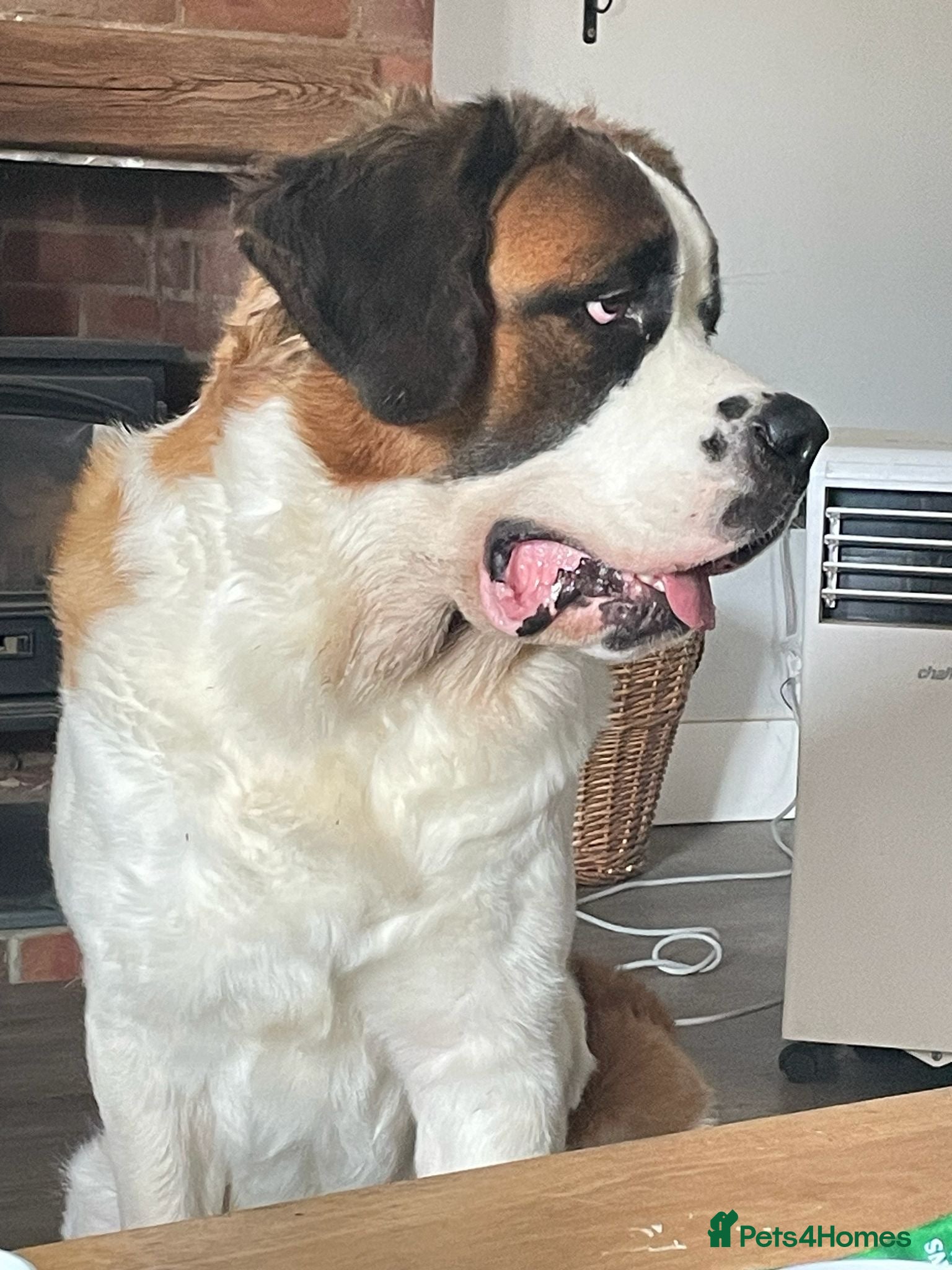 Saint Bernard dogs Female Saint Bernard  - Advert 3