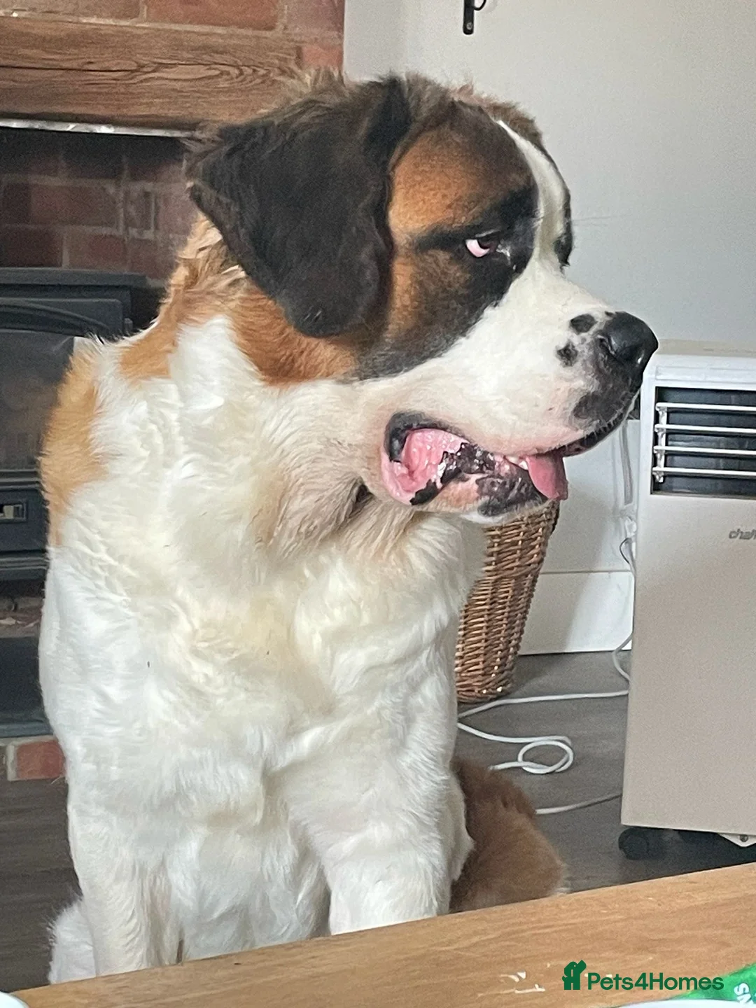 Saint Bernard dogs for sale: Female Saint Bernard  - Advert 1