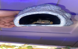 Leopard Gecko reptiles for sale: leopard gecko - Image 10