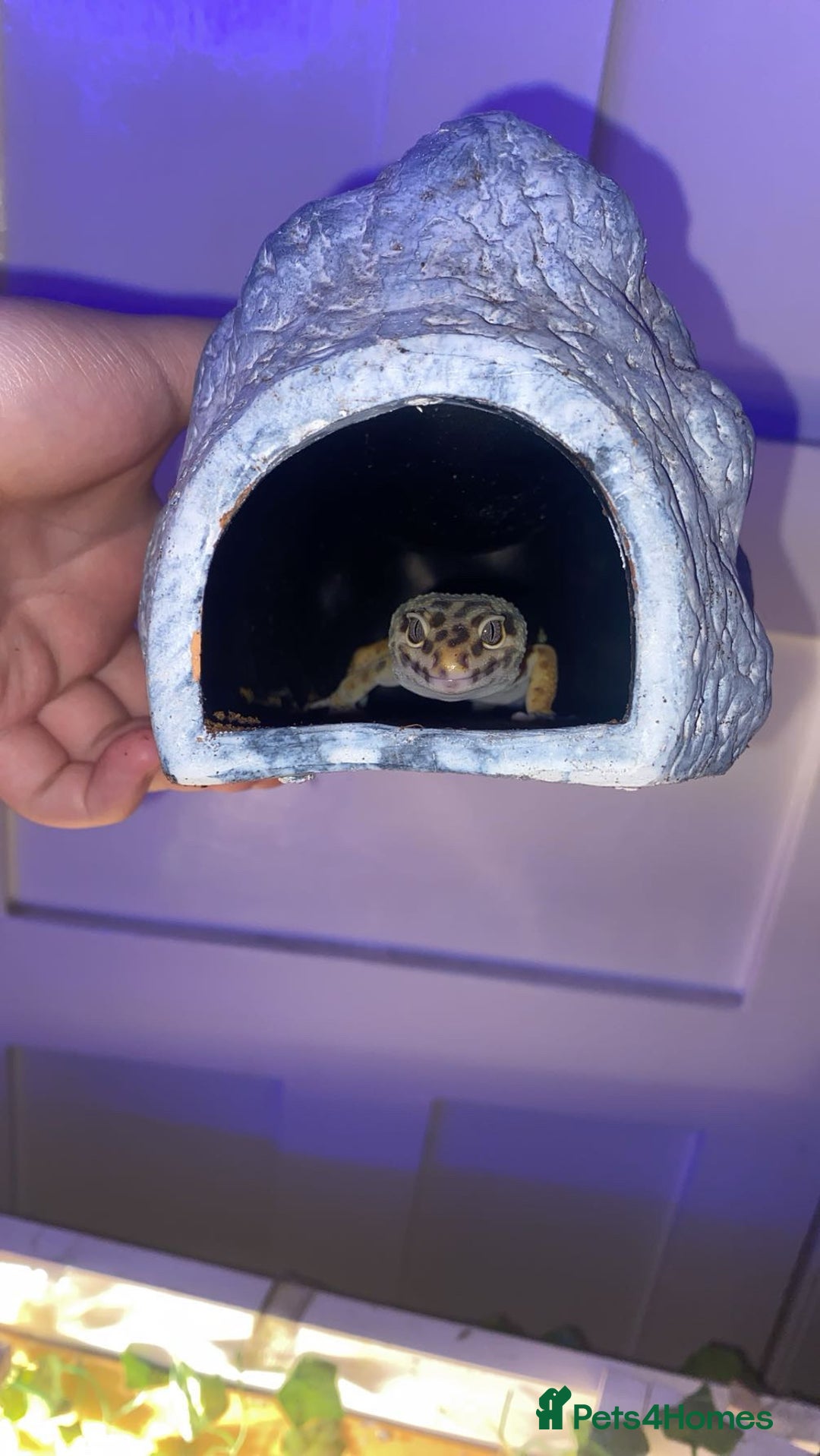 Leopard Gecko reptiles for sale: leopard gecko - Image 10