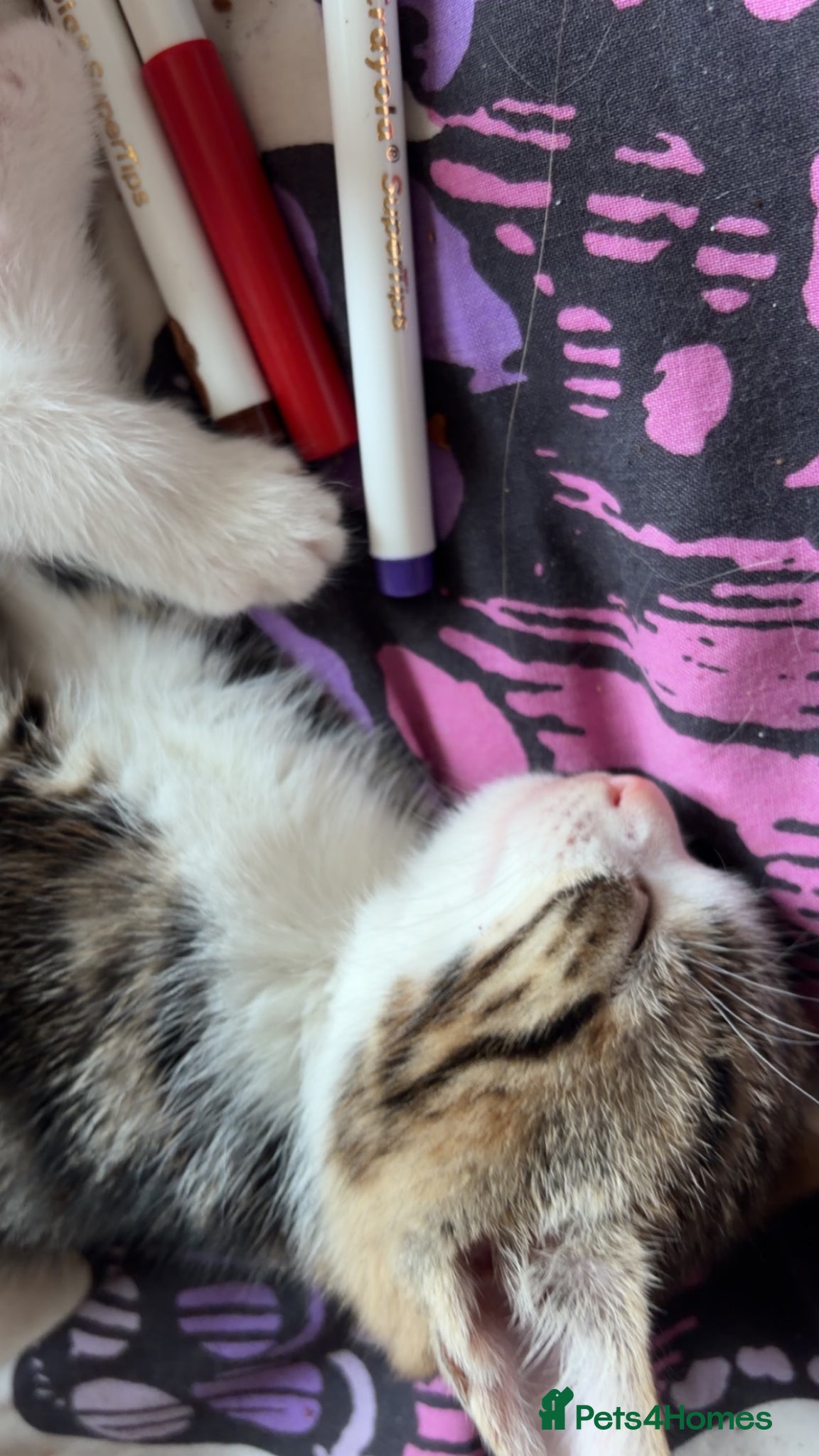 Mixed Breed cats for sale: 5 friendly playful mixed tabby kittens - Advert 27