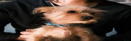 Yorkshire Terrier dogs for sale: Pure Yorkshire Terrier Pups - READY NOW 🐾 in London - Advert 11
