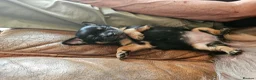 Chorkie dogs for sale: Two Female Pups  in Porth - Advert 16