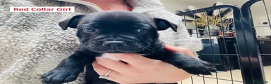 Staffordshire Bull Terrier 1 - Red Collar Girl