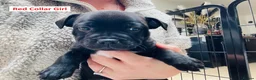 Staffordshire Bull Terrier dogs for sale: 🐾 KC Reg 4 x Stunning Staffy Puppies 🩷🩷🩷💙 - Advert 6