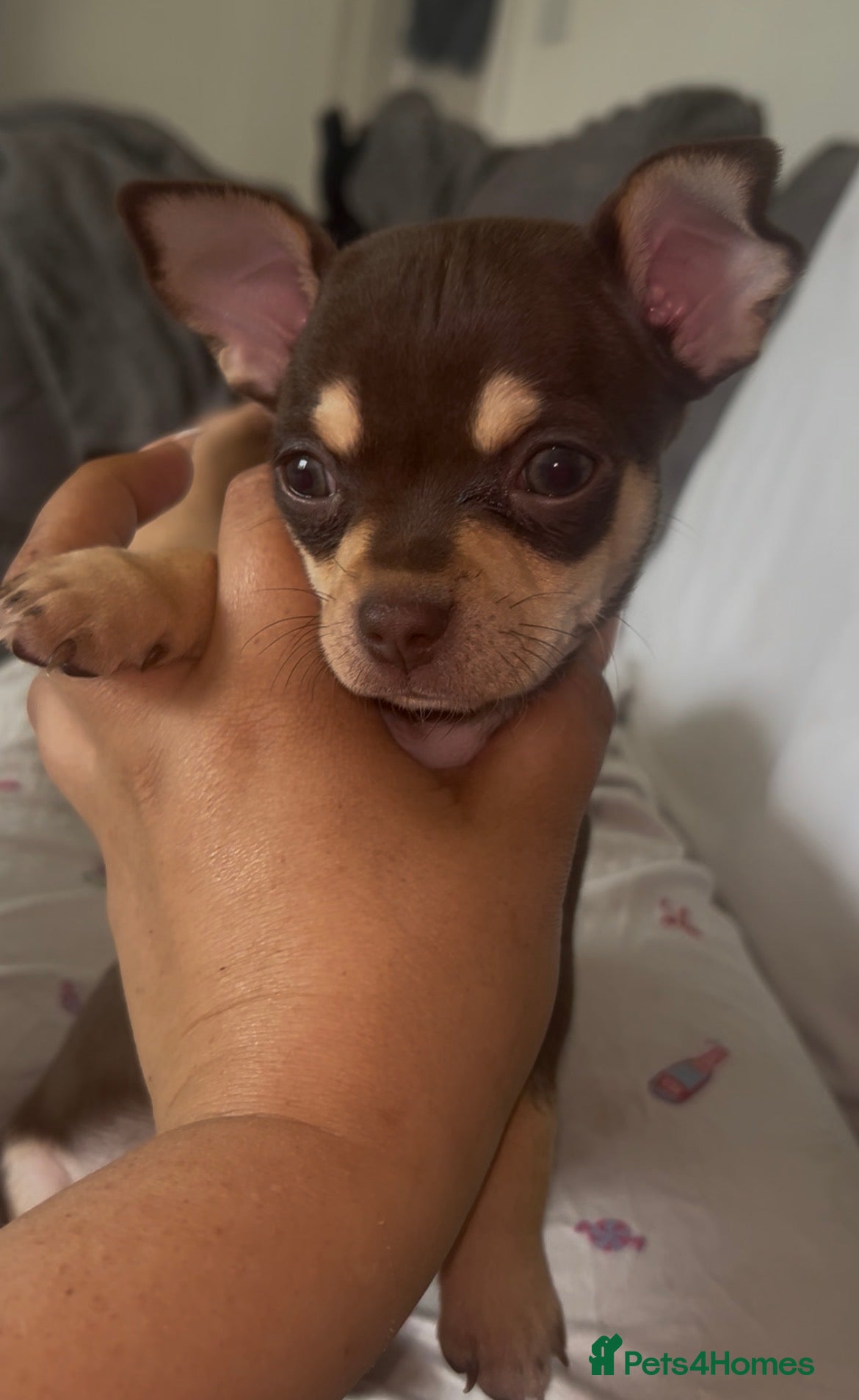 Chihuahua dogs  LAST LITTLE PRINCE LOOKING FOR HIS FOREVER HOME - Advert 1