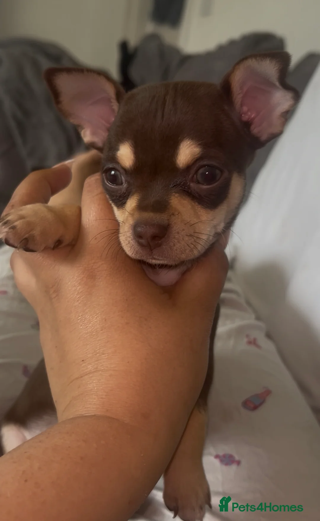 Chihuahua dogs for sale:  LAST LITTLE PRINCE LOOKING FOR HIS FOREVER HOME - Advert 2