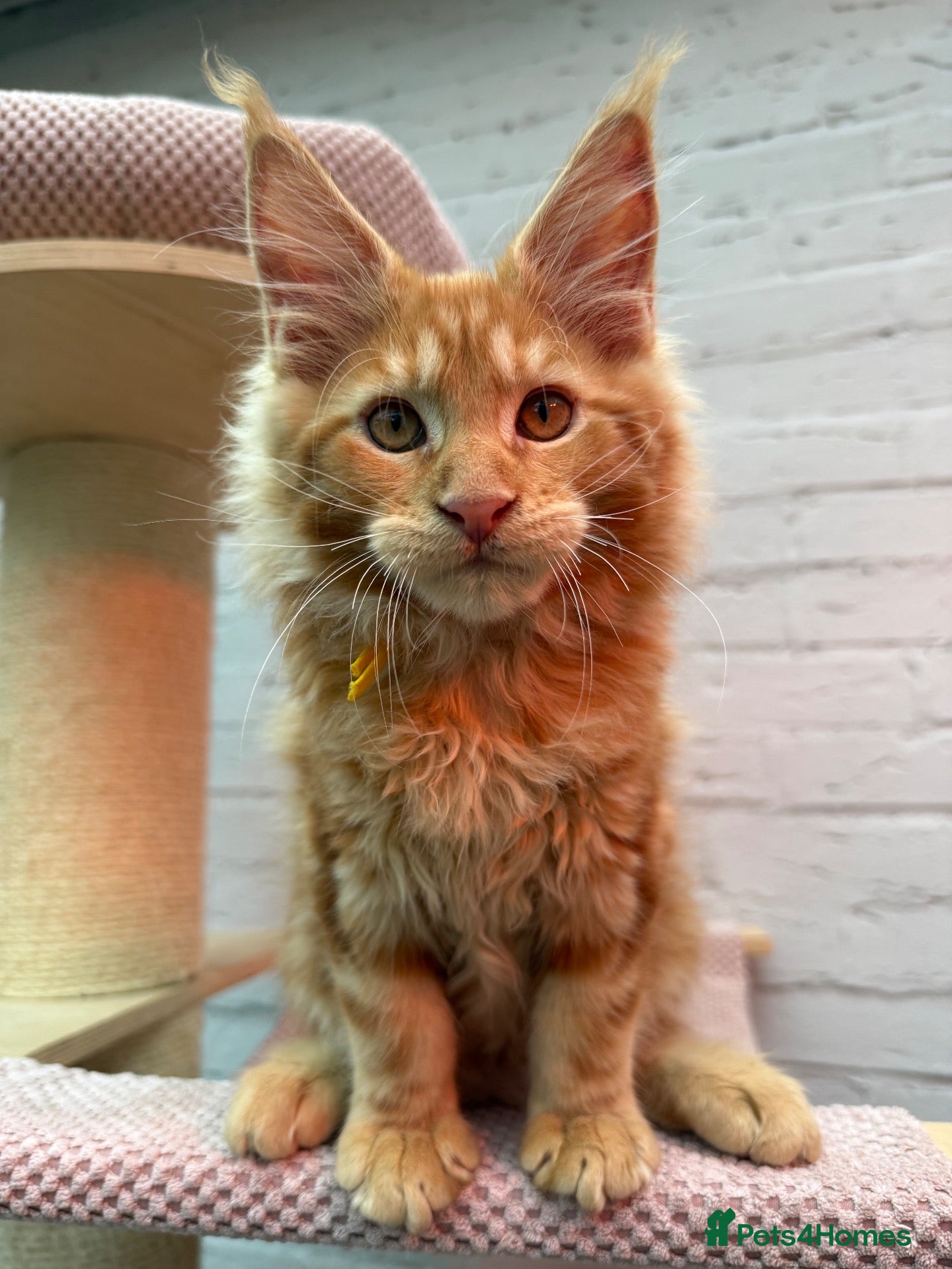 Maine Coon cats TICa reg 9 XXL Massive Red Kittens - Advert 1