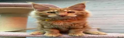 Maine Coon cats for sale: TICa reg 9 XXL Massive Red Kittens - Advert 8