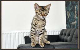 Savannah cats for sale: Ready to go F5 SBT Savannah kittens in Bingley - Image 20