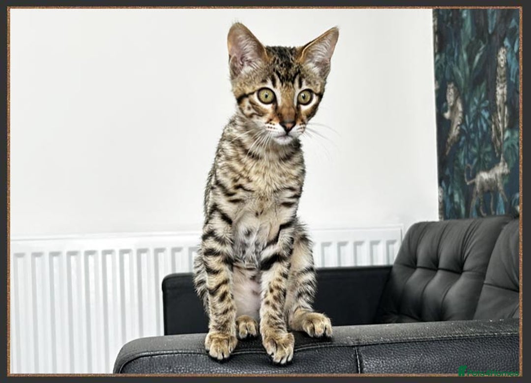 Savannah cats for sale: Ready to go F5 SBT Savannah kittens in Bingley - Image 20