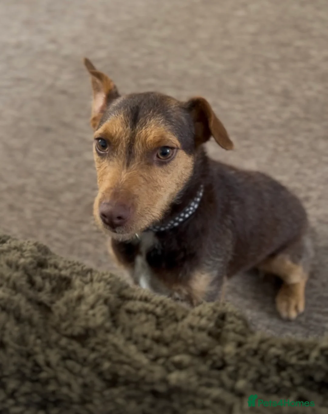Patterdale Terrier dogs for sale: Chocolate tan patterdale terrier   - Advert 3