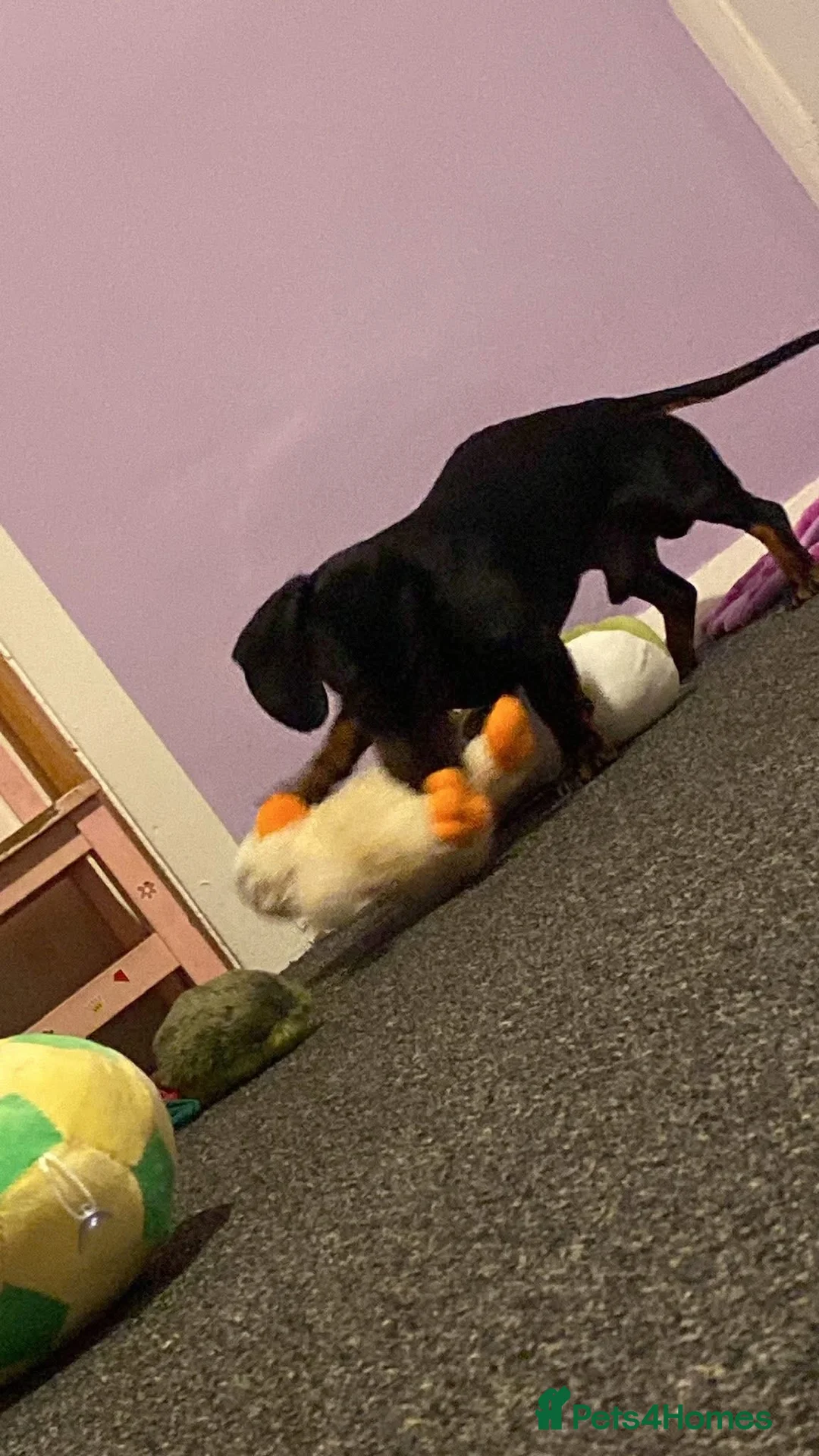 Dachshund dogs for sale: For sale  - Advert 3