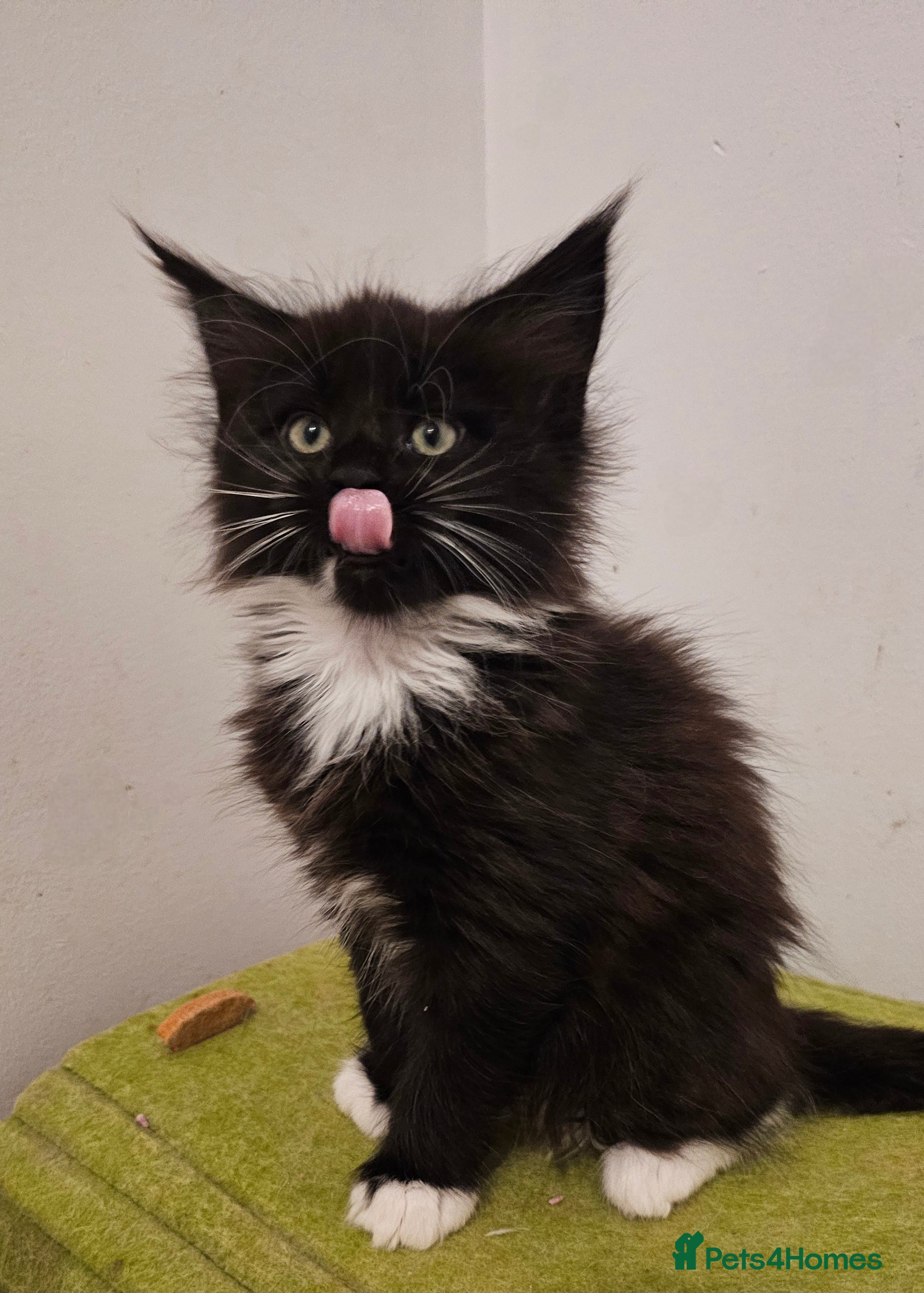 Maine Coon cats Registered maine coon babies - Advert 1