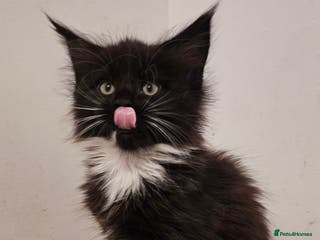 Maine Coon cats Registered maine coon babies - Advert 6