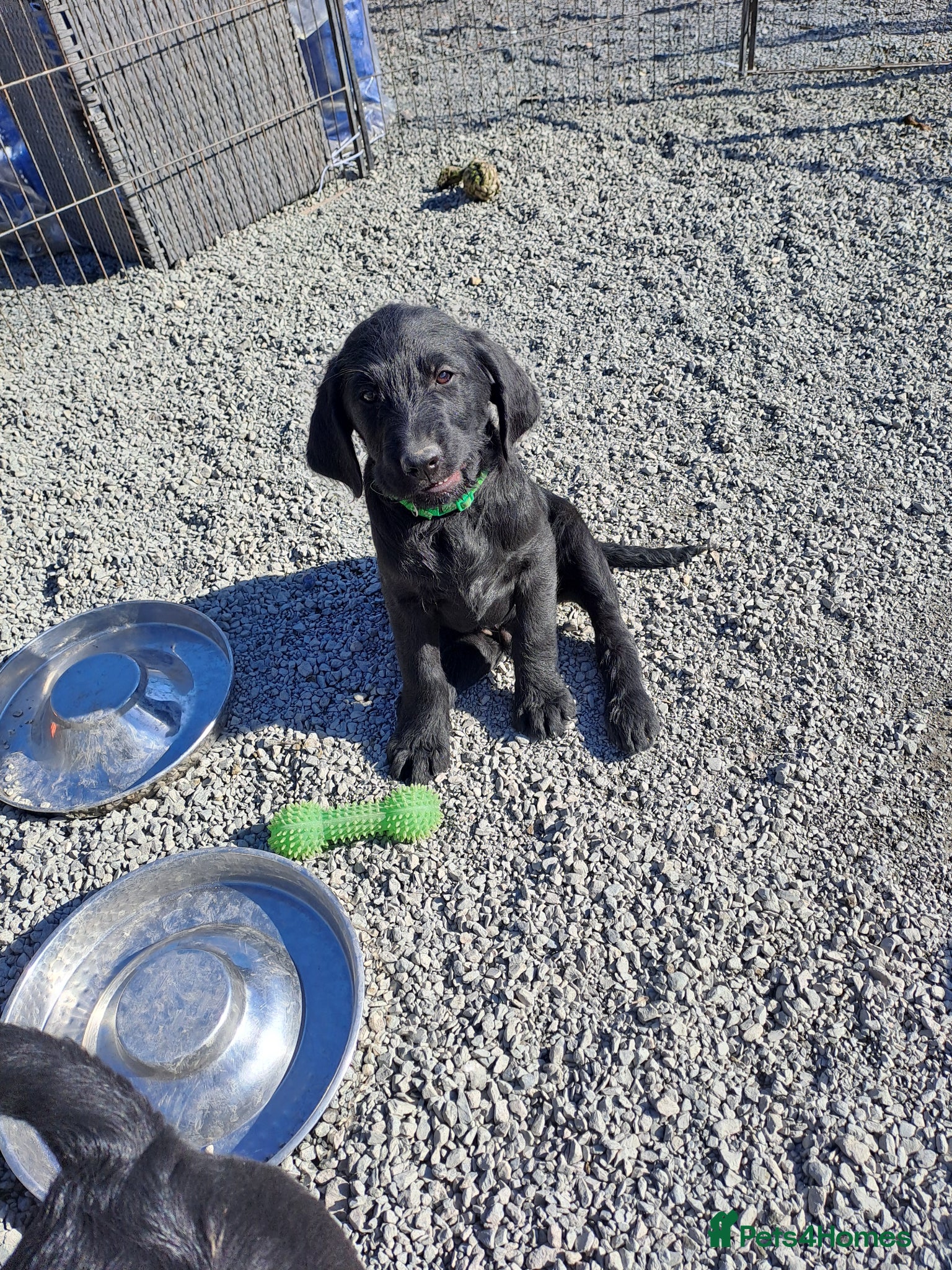 Labradoodle dogs REDUCED!! Standard Labradoodle puppies  - Advert 4