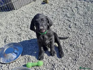 Labradoodle dogs REDUCED!! Standard Labradoodle puppies - Advert 4