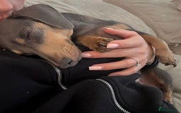 Miniature Dachshund dogs for sale: Miniature dachshund needing a rehome - Image 1