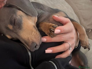 Miniature Dachshund dogs Miniature dachshund needing a rehome - Advert 1