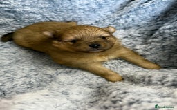 Pomeranian dogs for sale: Very adorable Pomeranian Puppies - Image 27