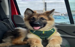 German Shepherd dogs for sale: This is Roxy 6 and a half months old pup - Image 2