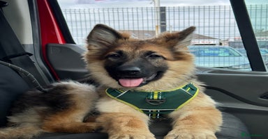 German Shepherd dogs - Advert 2