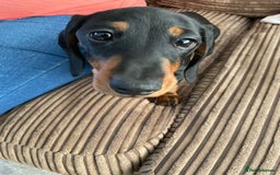Miniature Dachshund dogs for sale: Miniature dachund - Image 4