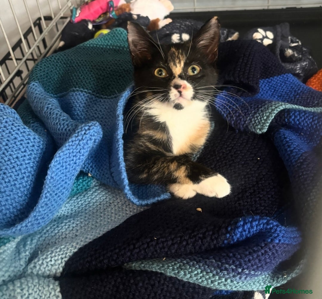 Domestic Shorthair cats for adoption: Adopt from Cats in Crisis East London  - Advert 1