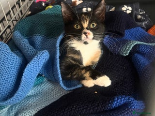 Domestic Shorthair cats Adopt from Cats in Crisis East London - Advert 1