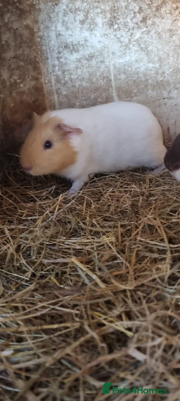 Guinea Pig rodents 1x 12 week old Male guineapig - Advert 12