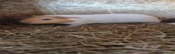 Guinea Pig rodents for sale: 1x 12 week old Male guineapig - Advert 1